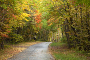Curving Road Among Trees In Autumn Color In Northern Minnesota