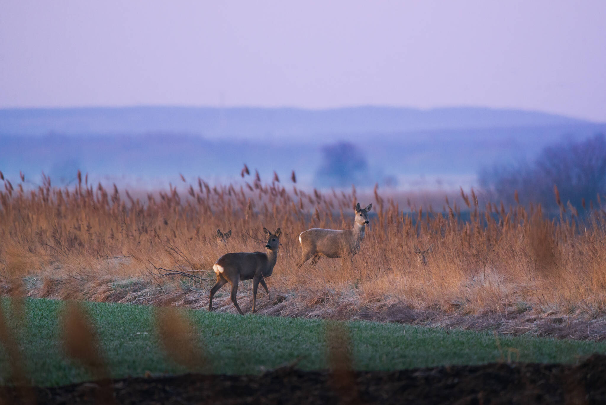 Two deer standing in an open field
